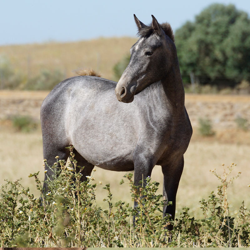 Caballo-Alegria-pura-raza-huelva