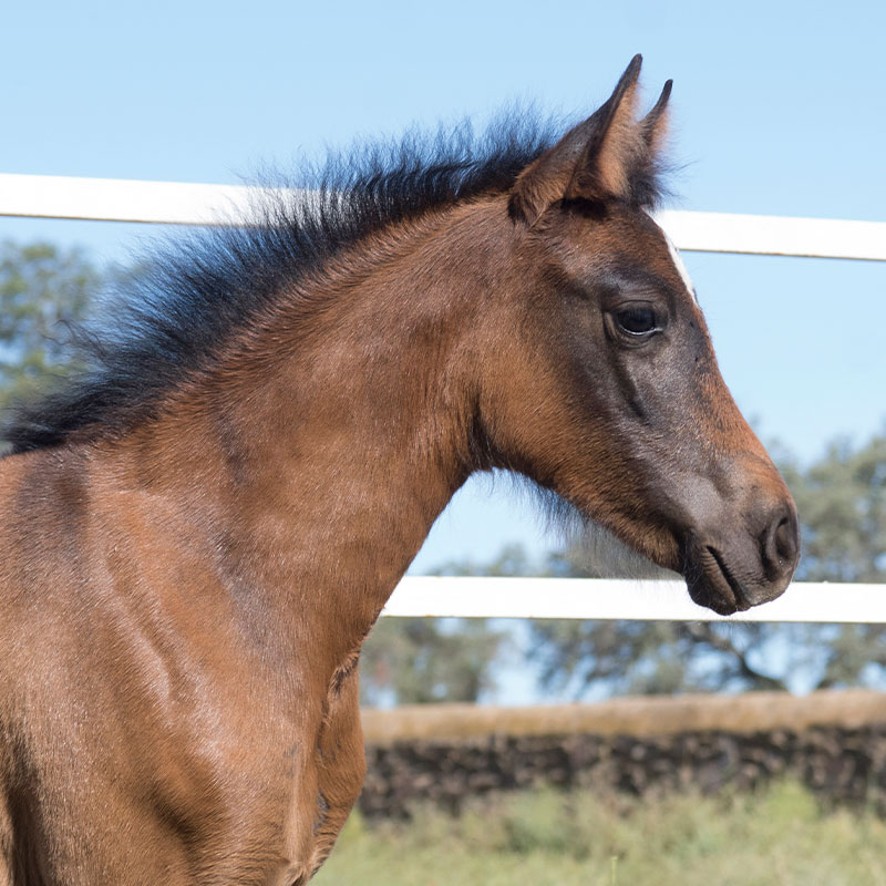 Caballo-Babieca-pura-raza-arabe