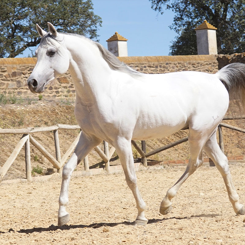 Caballo-Kirov-pura-raza-arabe-huelva