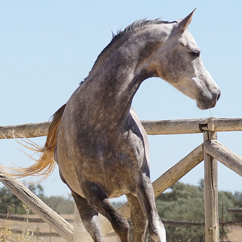 Caballo-Masca-pura-raza-arabe-huelva