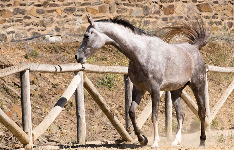 MASCA-YEGUA-caballo-raza-arabe