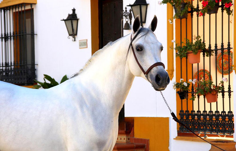 cria-caballos-yeguada-raza-arabe