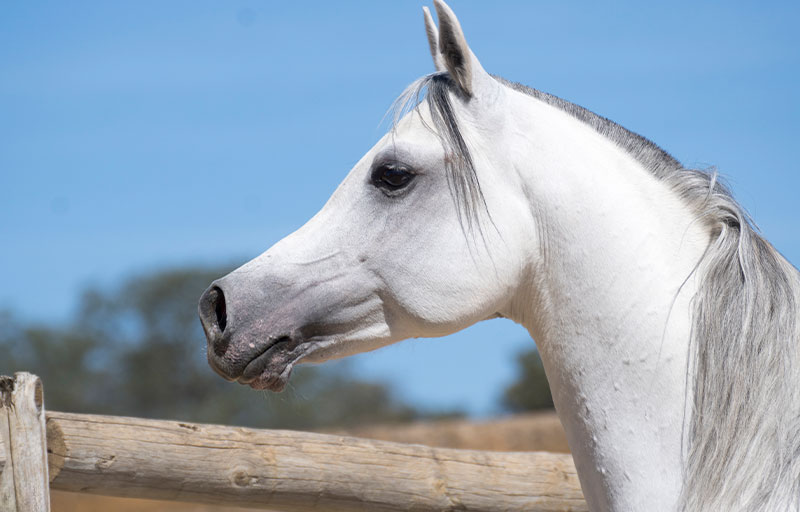 kirov-yeguada-caballo-raza-arabe