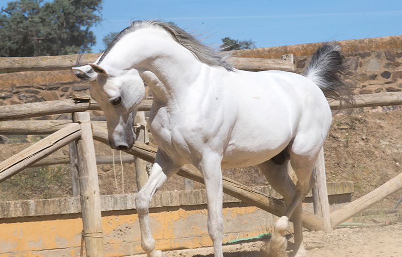 kirovcria-caballos-yeguada-raza-arabe