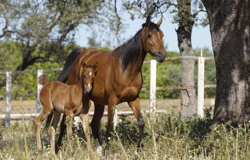 yeguas-caballos-yeguada-raza-arabe